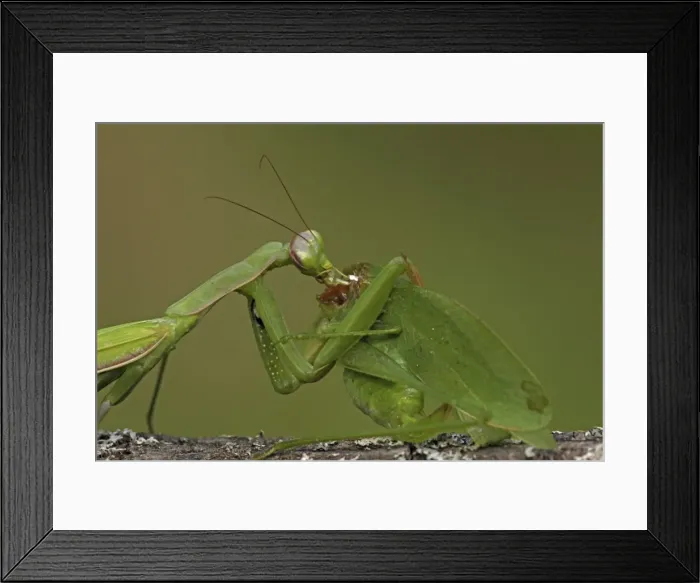 Framed Print : Picture No. 10736473 Framed Print : Picture No. 10736473