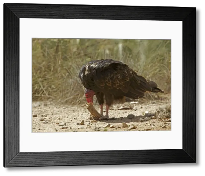 Framed Print : Picture No. 10736582 Framed Print : Picture No. 10736582