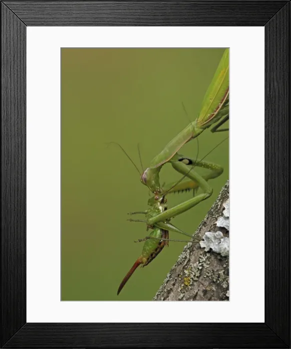 Framed Print : Picture No. 10736474 Framed Print : Picture No. 10736474