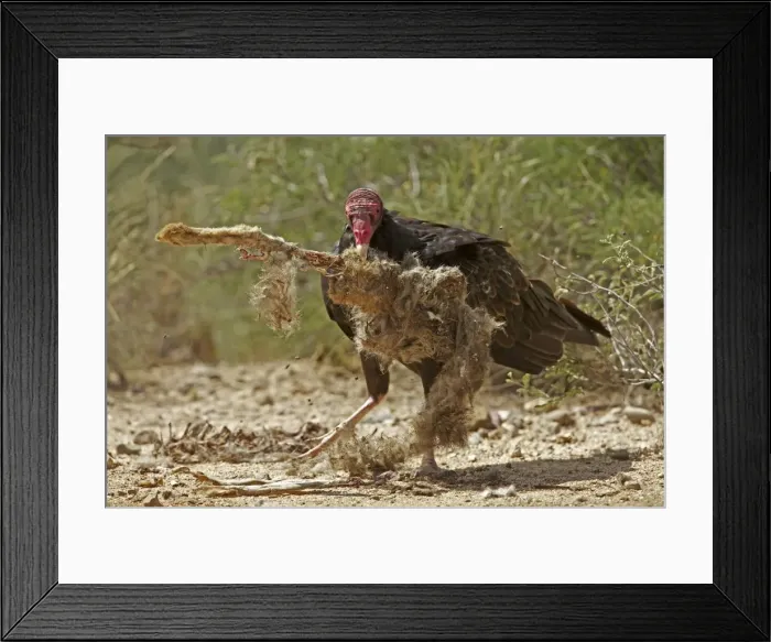 Framed Print : Picture No. 10736584 Framed Print : Picture No. 10736584