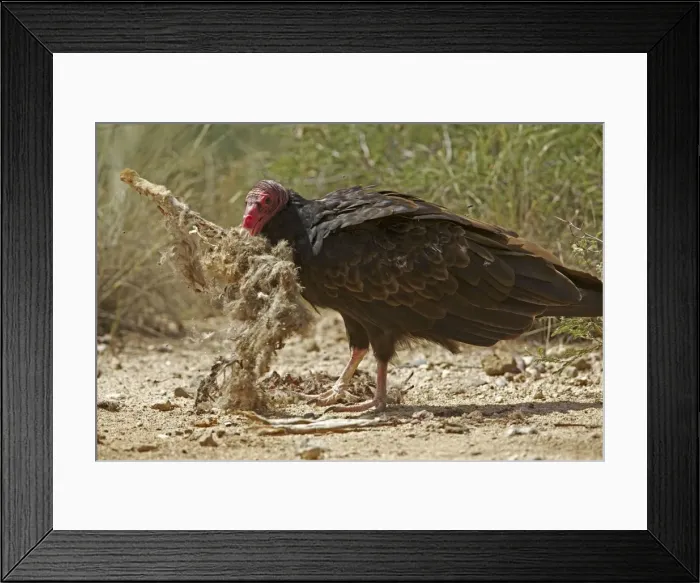Framed Print : Picture No. 10736583 Framed Print : Picture No. 10736583