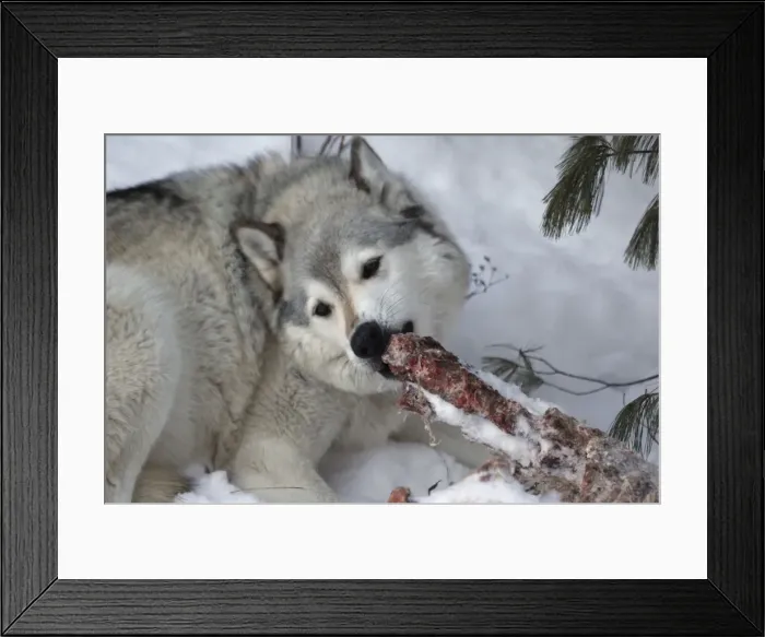 Framed Print : Picture No. 10736657 Framed Print : Picture No. 10736657