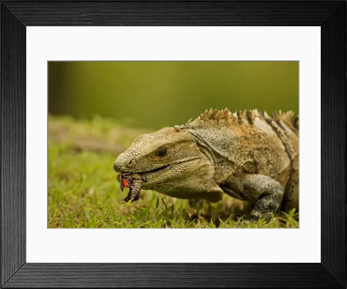 Framed Print : Picture No. 10736920