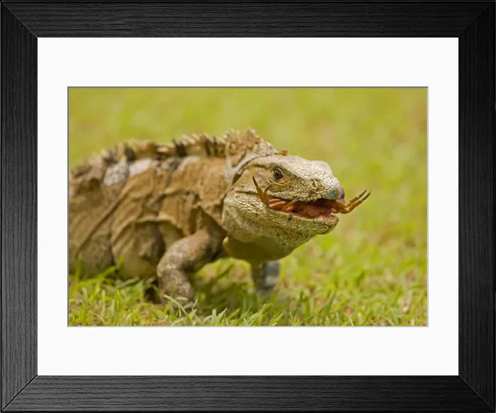 Framed Print : Picture No. 10736921 Framed Print : Picture No. 10736921