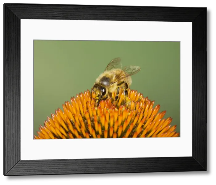 Framed Print : Picture No. 10738961 Framed Print : Picture No. 10738961