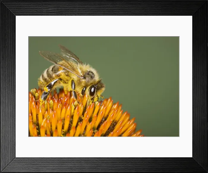 Framed Print : Picture No. 10738963