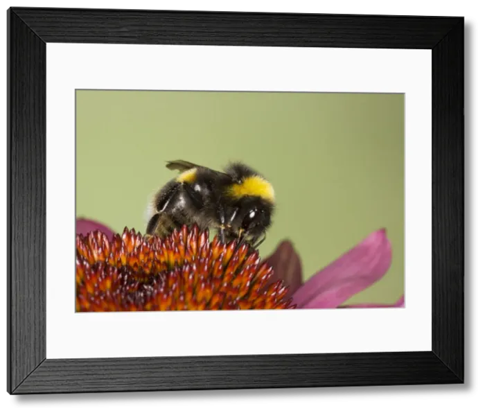 Framed Print : Picture No. 10738960 Framed Print : Picture No. 10738960
