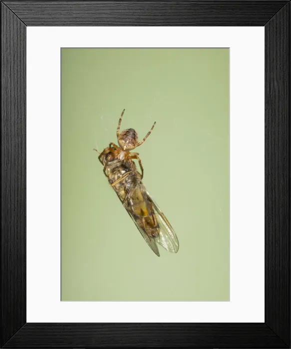 Framed Print : Picture No. 10739065 Framed Print : Picture No. 10739065
