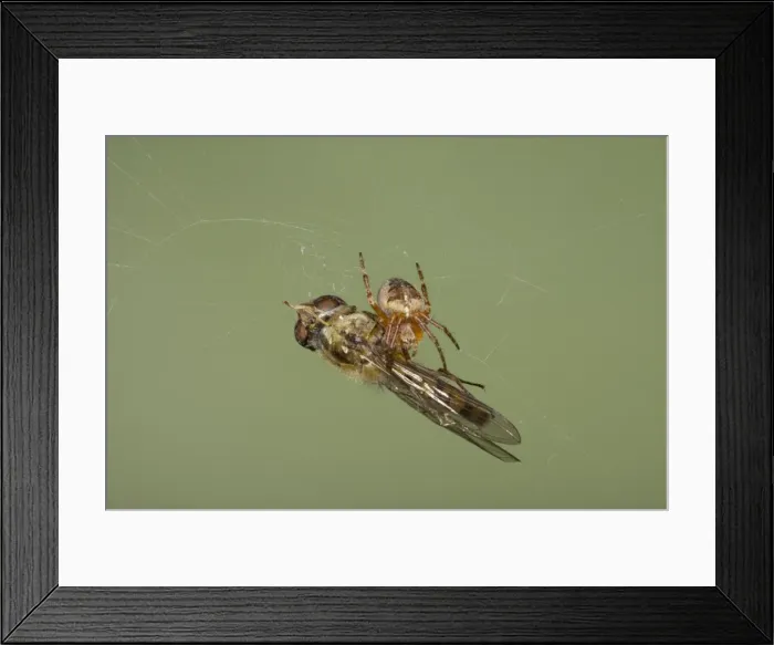 Framed Print : Picture No. 10739066 Framed Print : Picture No. 10739066