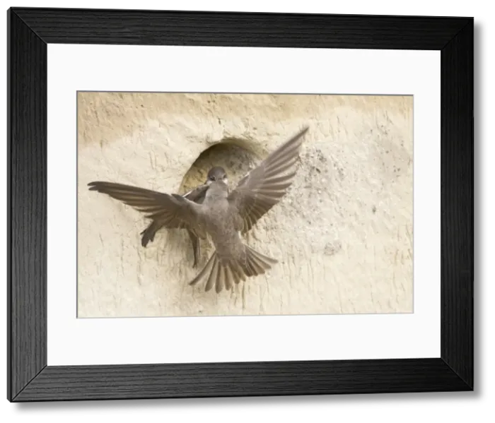 Framed Print : Picture No. 10739035 Framed Print : Picture No. 10739035