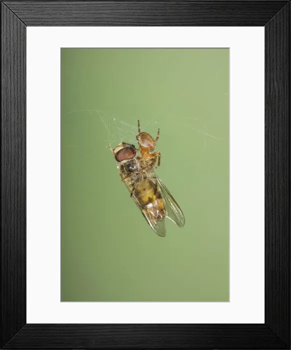 Framed Print : Picture No. 10739064 Framed Print : Picture No. 10739064