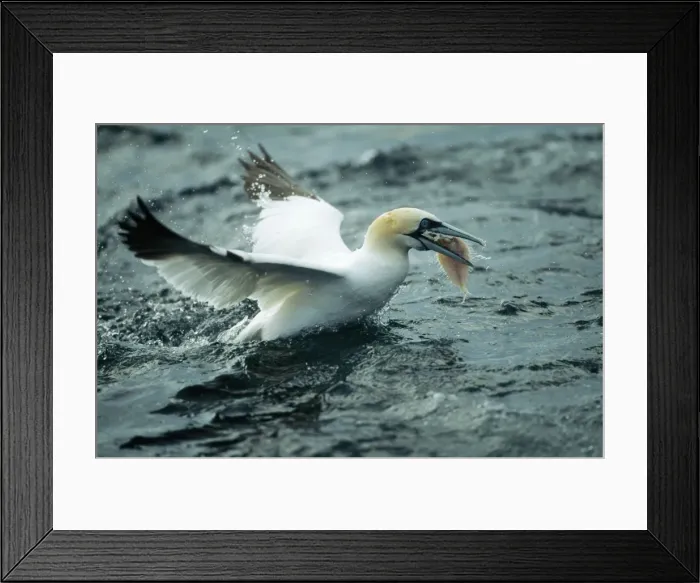 Framed Print : Picture No. 10739390 Framed Print : Picture No. 10739390
