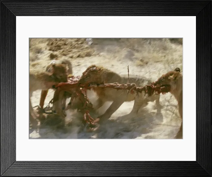 Framed Print : Picture No. 10739563 Framed Print : Picture No. 10739563