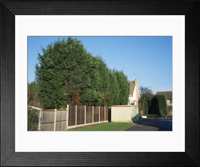 Framed Print : Picture No. 10739377