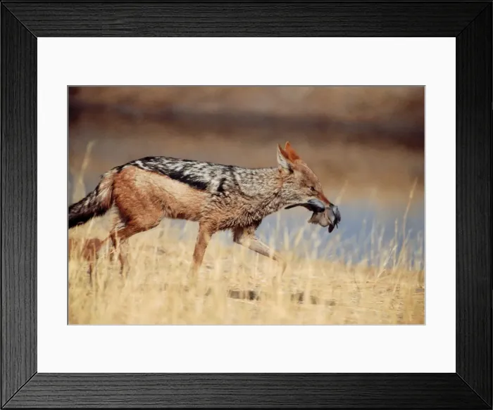 Framed Print : Picture No. 10739662 Framed Print : Picture No. 10739662