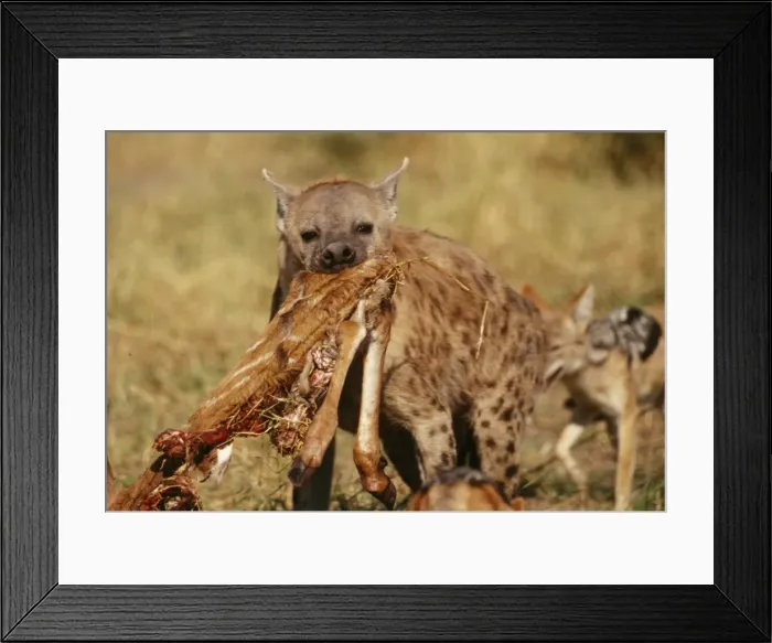 Framed Print : Picture No. 10739663 Framed Print : Picture No. 10739663