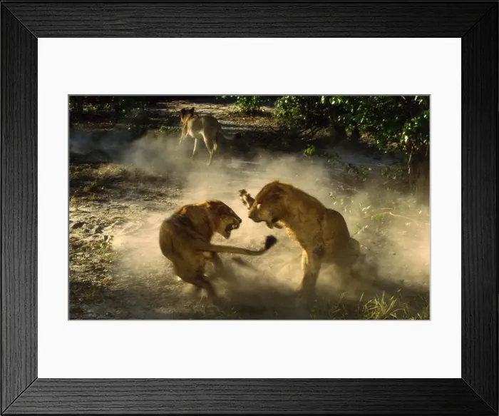 Framed Print : Picture No. 10739679 Framed Print : Picture No. 10739679