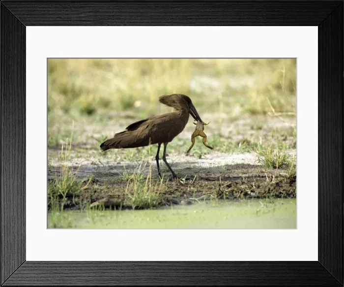 Framed Print : Picture No. 10739699 Framed Print : Picture No. 10739699