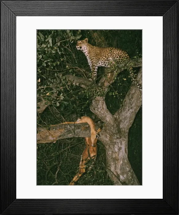 Framed Print : Picture No. 10739717 Framed Print : Picture No. 10739717