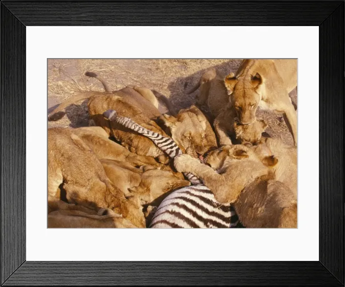 Framed Print : Picture No. 10739707 Framed Print : Picture No. 10739707