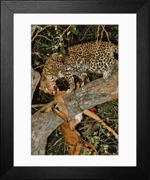 Framed Print : Picture No. 10739753 Framed Print : Picture No. 10739753