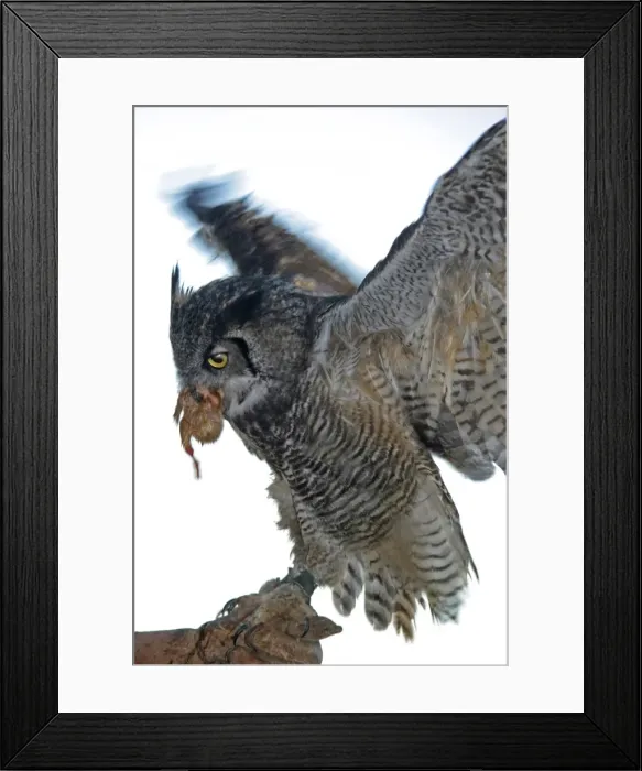 Framed Print : Picture No. 10739842 Framed Print : Picture No. 10739842