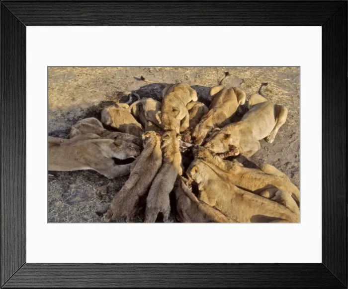 Framed Print : Picture No. 10739843 Framed Print : Picture No. 10739843