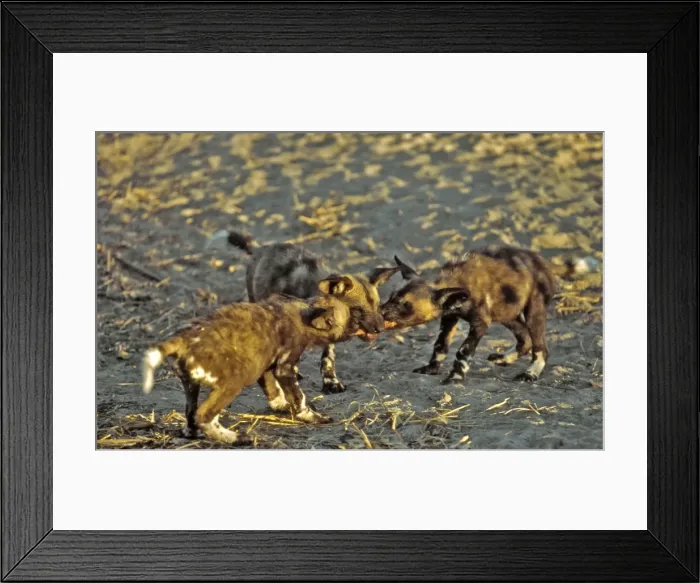 Framed Print : Picture No. 10739863 Framed Print : Picture No. 10739863