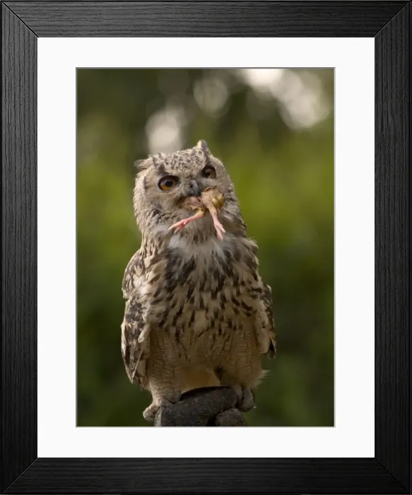 Framed Print : Picture No. 10739887 Framed Print : Picture No. 10739887