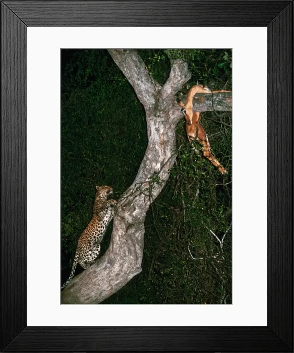 Framed Print : Picture No. 10739884 Framed Print : Picture No. 10739884