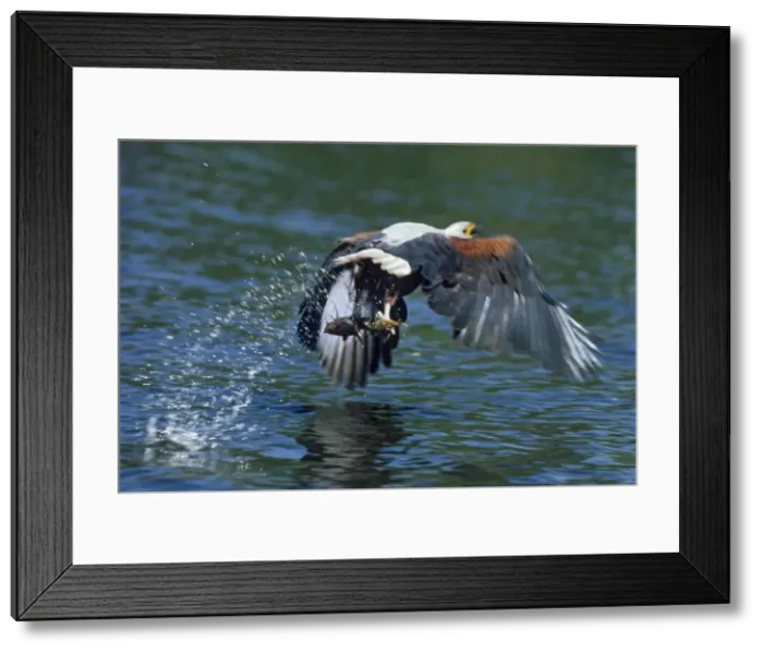Framed Print : Picture No. 10739881 Framed Print : Picture No. 10739881