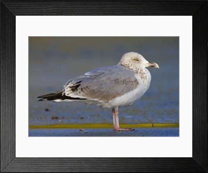 Framed Print : Picture No. 10740297 Framed Print : Picture No. 10740297
