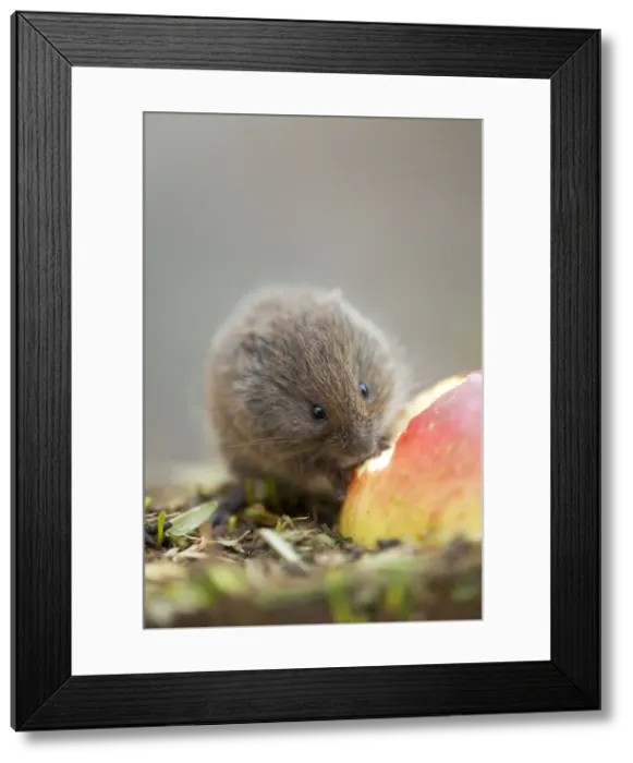 Framed Print : Picture No. 10740241 Framed Print : Picture No. 10740241