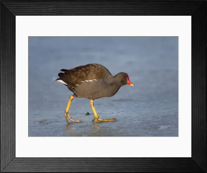 Framed Print : Picture No. 10740372
