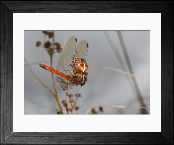 Framed Print : Picture No. 10741100