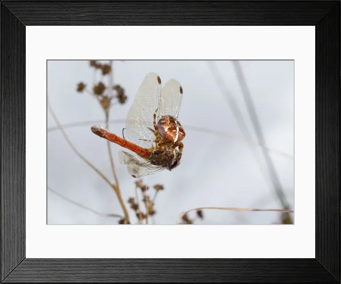 Framed Print : Picture No. 10741101 Framed Print : Picture No. 10741101