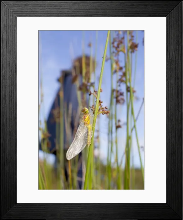 Framed Print : Picture No. 10741093 Framed Print : Picture No. 10741093