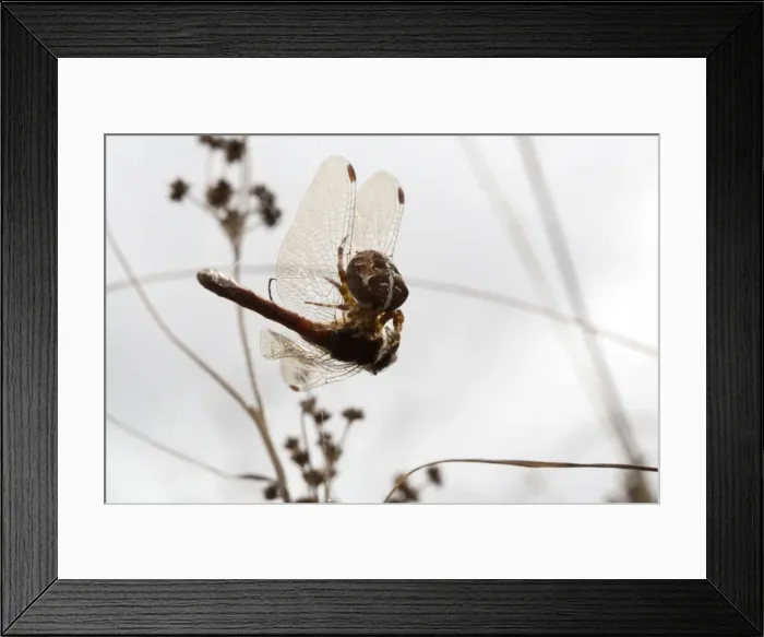 Framed Print : Picture No. 10741102 Framed Print : Picture No. 10741102