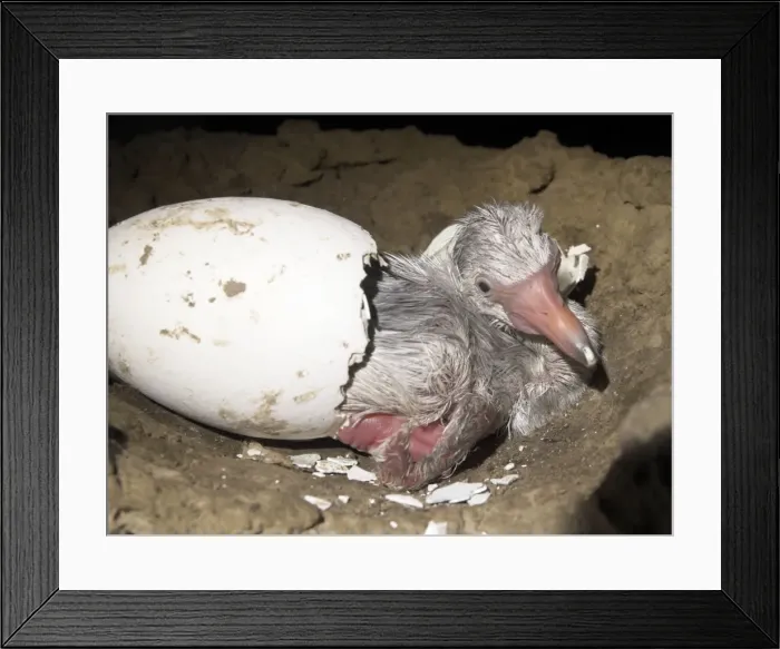 Framed Print : Picture No. 10741354