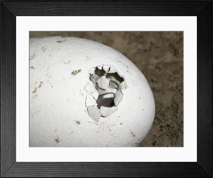 Framed Print : Picture No. 10741353 Framed Print : Picture No. 10741353