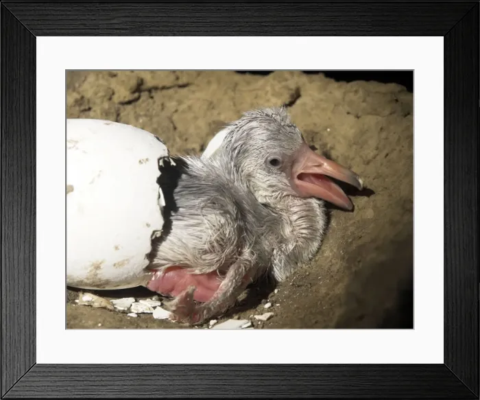 Framed Print : Picture No. 10741355 Framed Print : Picture No. 10741355
