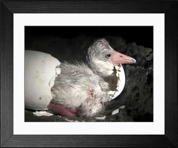 Framed Print : Picture No. 10741359 Framed Print : Picture No. 10741359