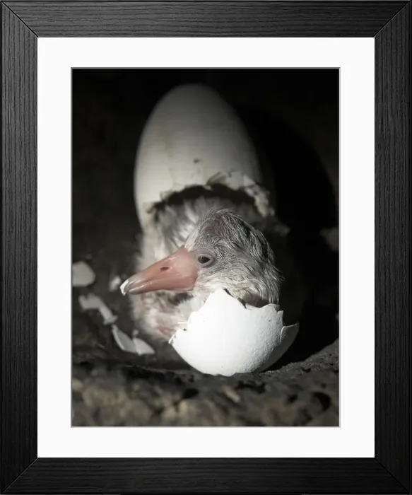 Framed Print : Picture No. 10741357