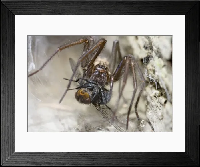 Framed Print : Picture No. 10741427 Framed Print : Picture No. 10741427