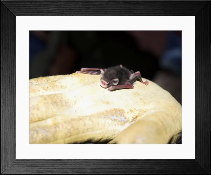 Framed Print : Picture No. 10741373