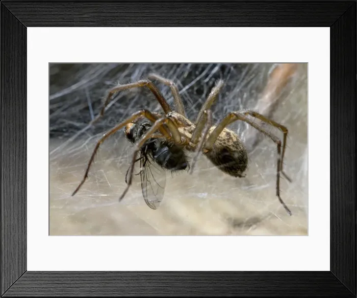 Framed Print : Picture No. 10741428 Framed Print : Picture No. 10741428