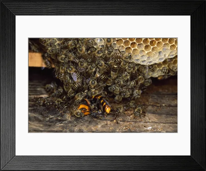 Framed Print : Picture No. 10741485 Framed Print : Picture No. 10741485