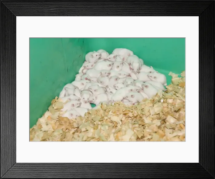 Framed Print : Picture No. 10741555 Framed Print : Picture No. 10741555