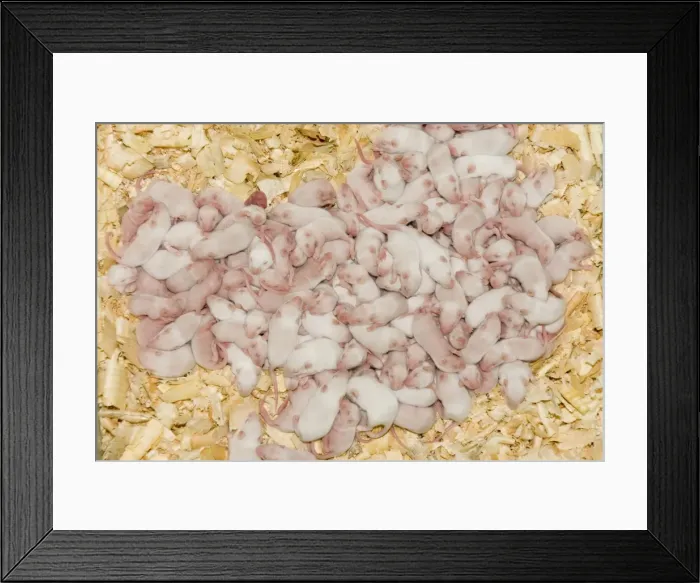 Framed Print : Picture No. 10741557 Framed Print : Picture No. 10741557
