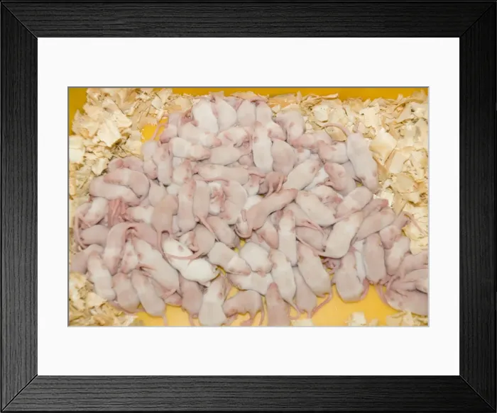 Framed Print : Picture No. 10741554